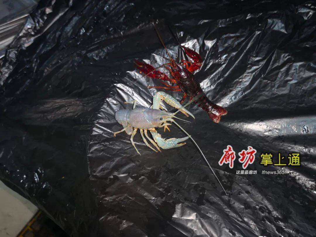 廊坊微友遭遇变种小龙虾!