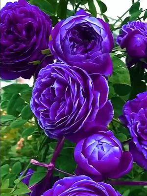 世界上最美的花