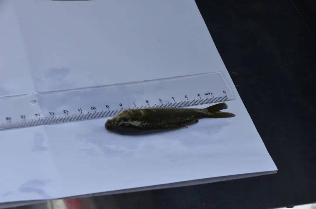 放流杞麓鲤保护杞麓湖土著鱼民