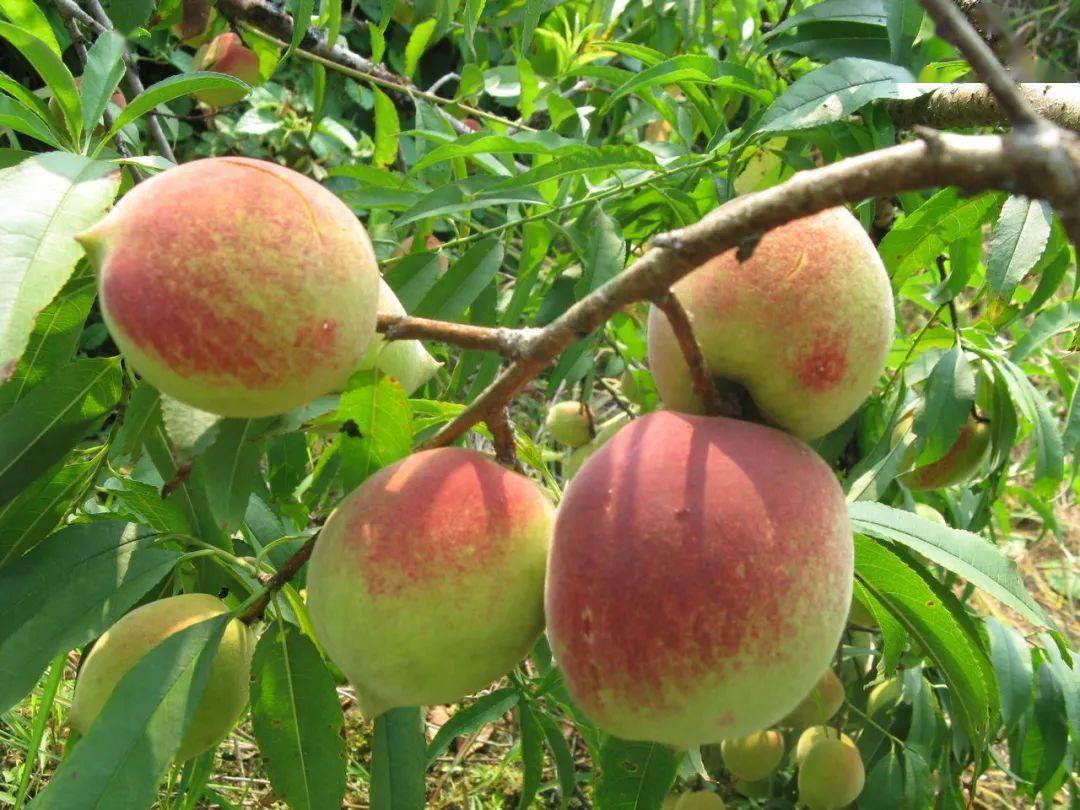 游山玩水玩转韶关碧桂园,采摘,美食,游古村!399元可享