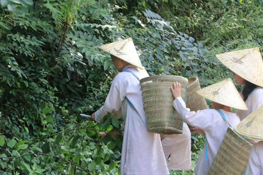 2020少年国医夏令营丨天真须得天然养童子山中采药去