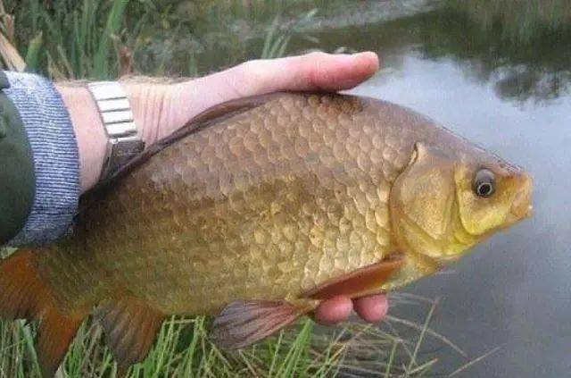 【钓鱼技巧大全】一般人猜不透,凭啥打窝后大板鲫就不吃饵了?