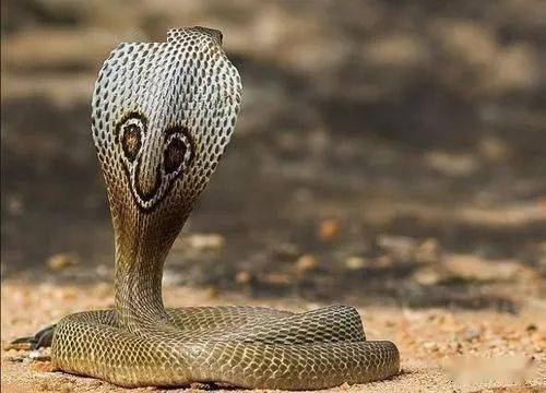 世界上三大最怂的动物之印度眼镜蛇,沦为玩物的印度眼镜毒蛇