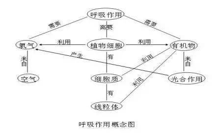 韭菜细胞结构图图片