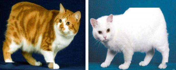 带你领略原汁原味的纯种猫lesson19曼岛猫威尔士猫