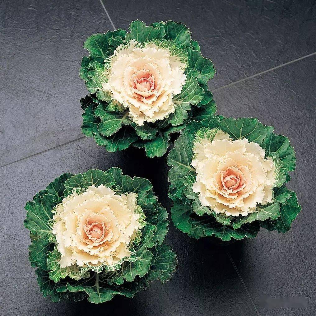 反季节销售冠军羽衣甘蓝丨7款不能错过的神仙颜值