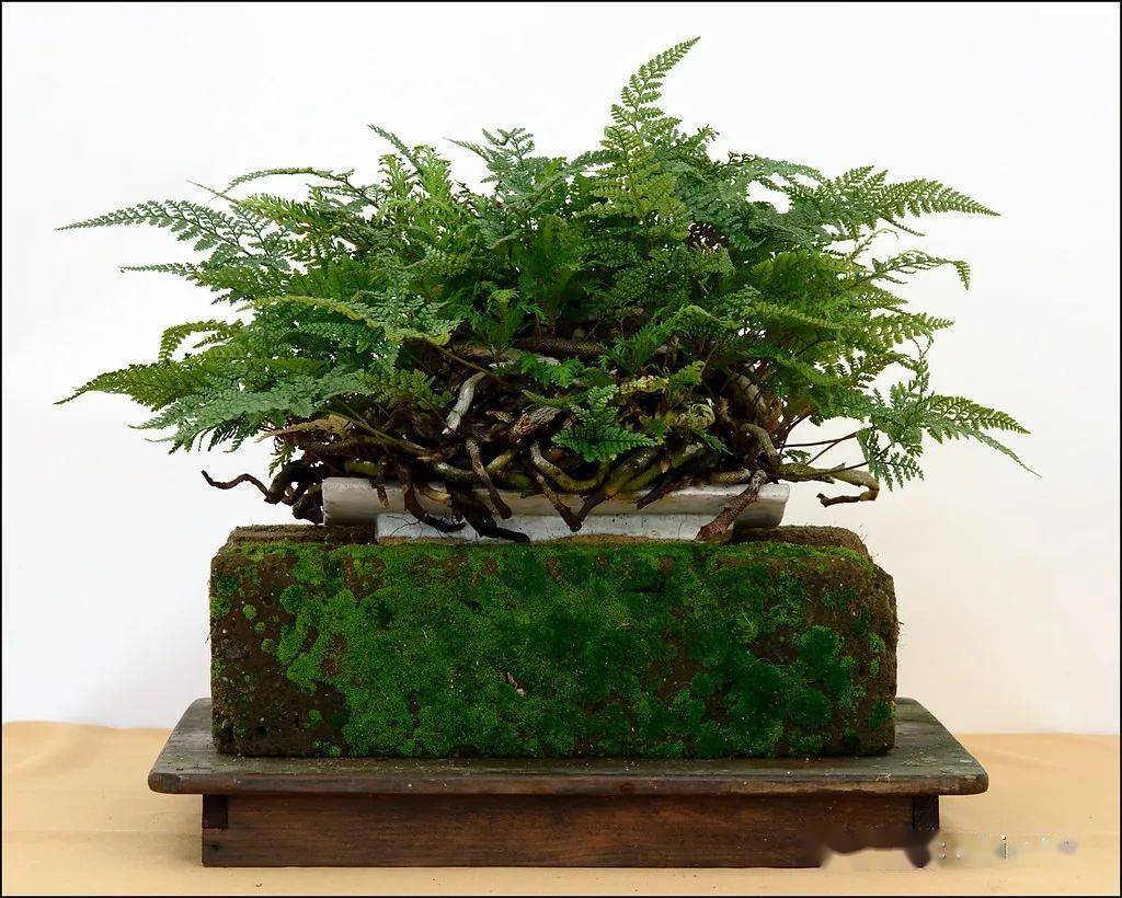 精致的日本山野草盆景作品欣赏