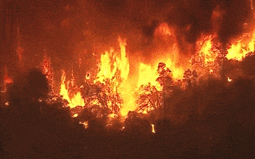 《森林防火条例》第五条规定:预防和扑救森林火灾,保护森林资源,是