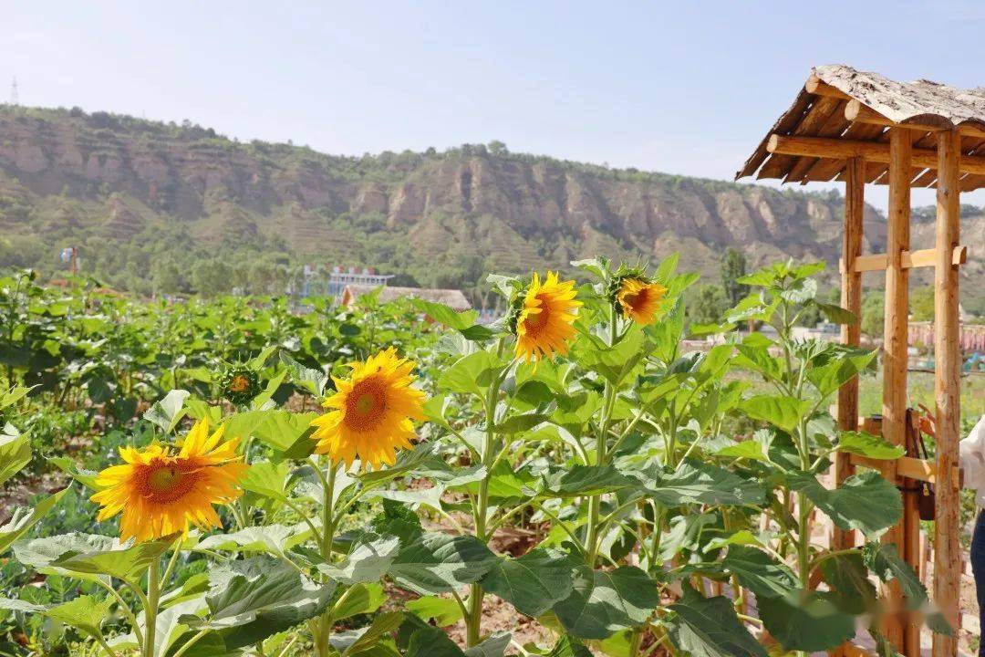 你与李子柒的诗意生活,只差一个"慈王农庄"!_菜园