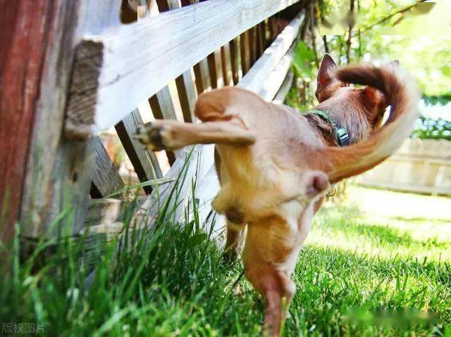 狗狗一出门就喜欢到处尿尿,这几个意思,你知多少?