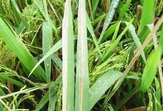 水稻细菌性病害防治掌握4种病害识别要点
