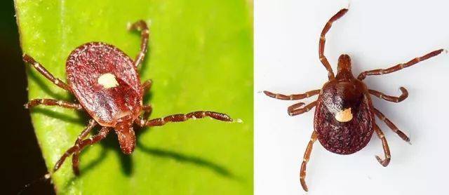 硬 蜱残喙蜱属 otobius钝缘蜱属 ornithodoros败蜱属 carios锐缘蜱属