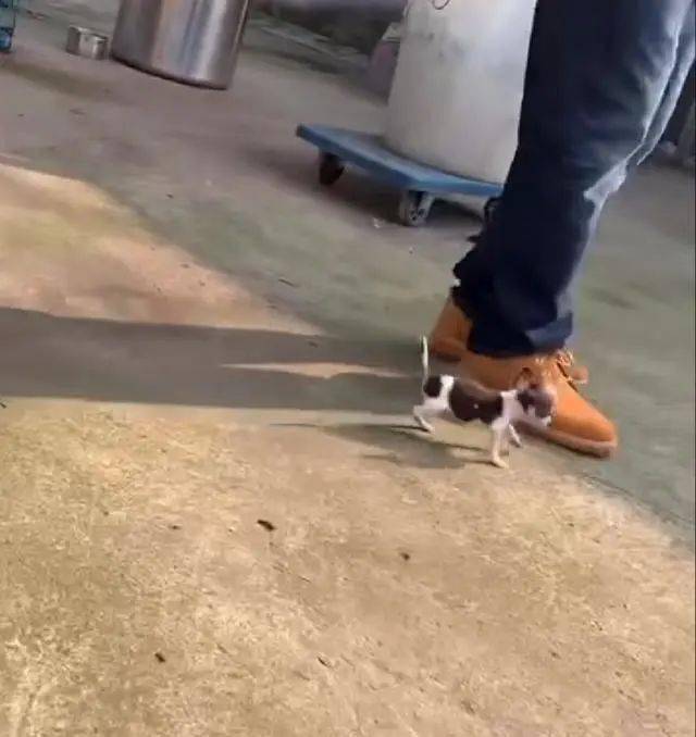 经过邻居院子,突然被紧急叫停,低头一看,差点踩死一只狗狗