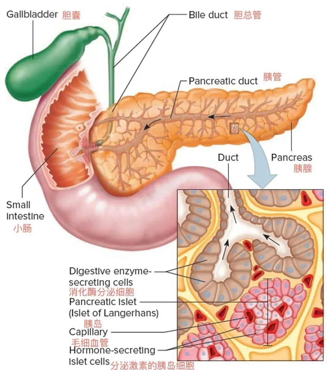 胰岛解剖图片图片