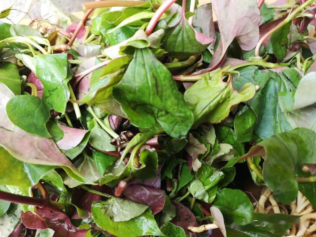 小药材 清肺好 好种植 药食两用鱼腥草_养护