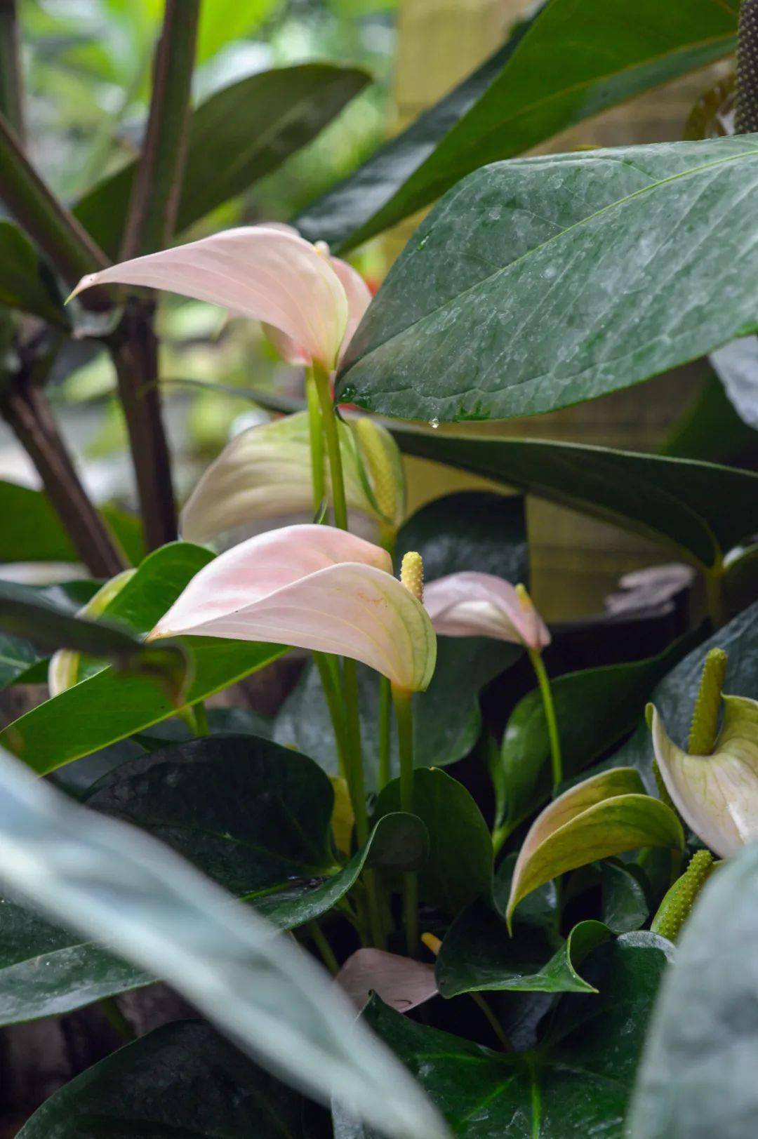 花寻棕下烛绕凤台展邀您共赏美美的花烛