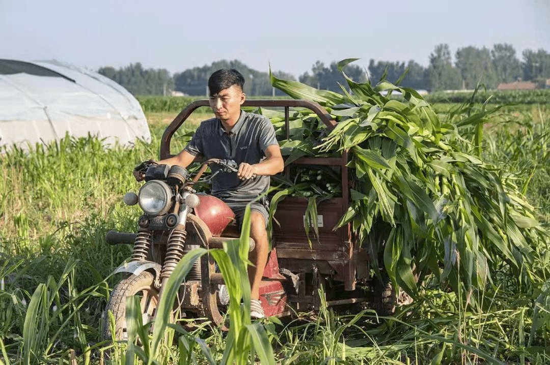 德州乡村"好青年"风采展丨夏津"好青年"奏响乡村振兴协奏曲