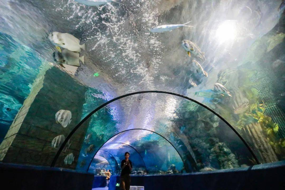 海洋館動物園夜場特惠開始啦來清涼一夏吧