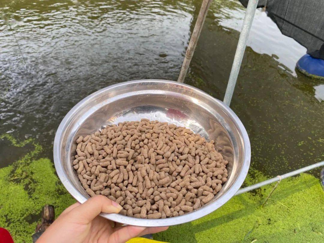 毛利26万元一亩一斤料长一斤鳜鱼鳜鱼饲料养殖技术日渐成熟