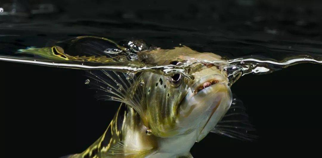 这才是完美展现鱼只体态的水族摄影壹水族