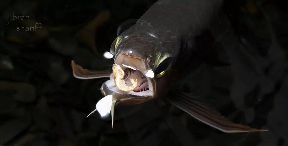 其他摄影作品就不逐一介绍品种了,大家看看:巨水狼牙魚 hydrolycus