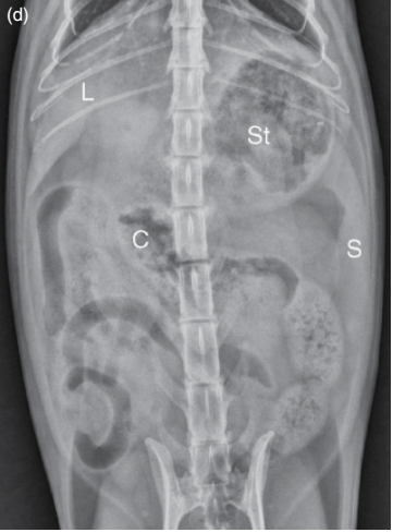 箭头表示胃大弯(d)图b的猫腹部的腹