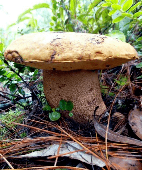 资料图此外还有说法认为生虫的野生菌无毒然而很多剧毒蘑菇成熟后也