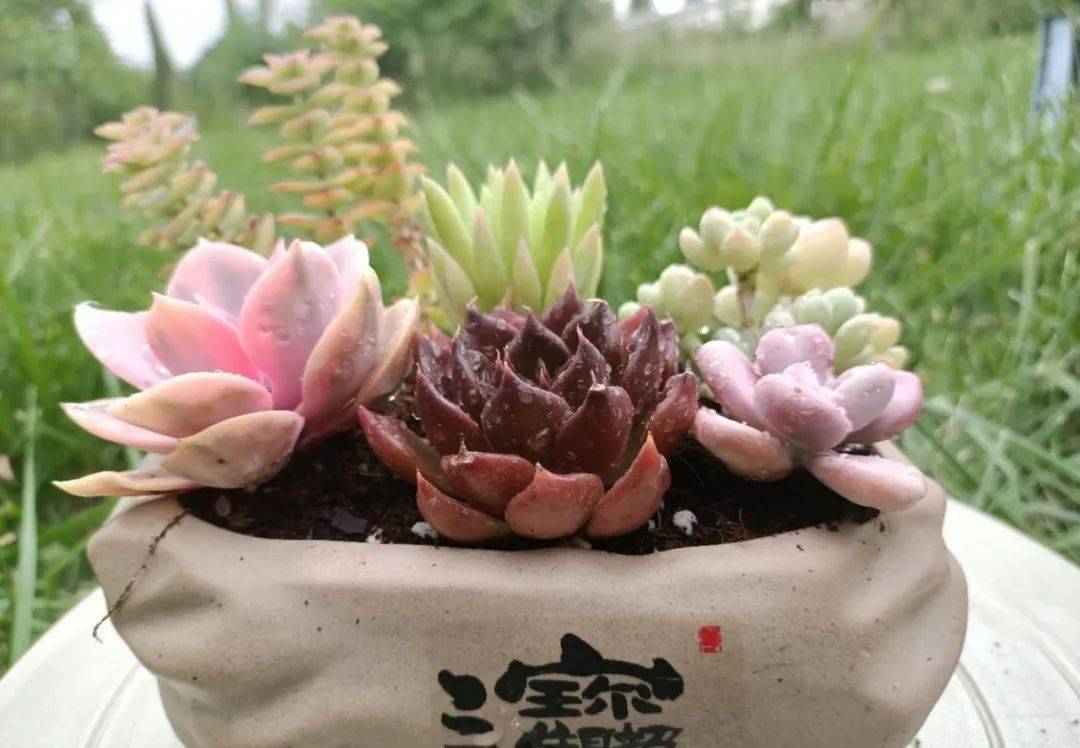 08鑫源多肉的品种和名字有很多,如女雏,乌木,阿房宫,艾可儿,白宫