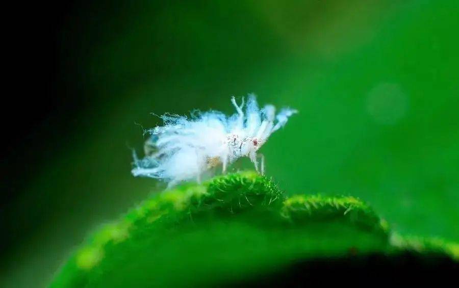 蚜虫,又称腻虫,蜜虫,可造成危害的至少有20多种,其中的桃蚜,棉蚜和