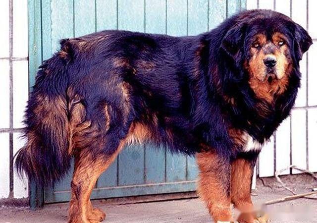 5000万身价藏獒无人问津原产地只剩藏狗专家炒作后的悲哀