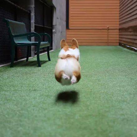 这柯基跑起来的时候,会秒变另一个品种!