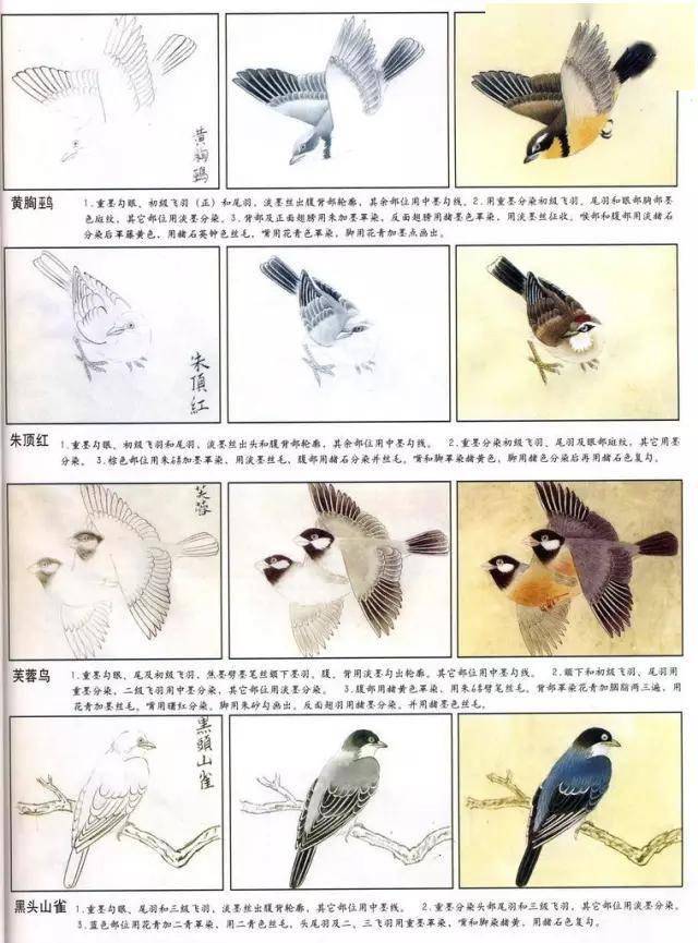 工笔鸟眼睛的画法步骤图片