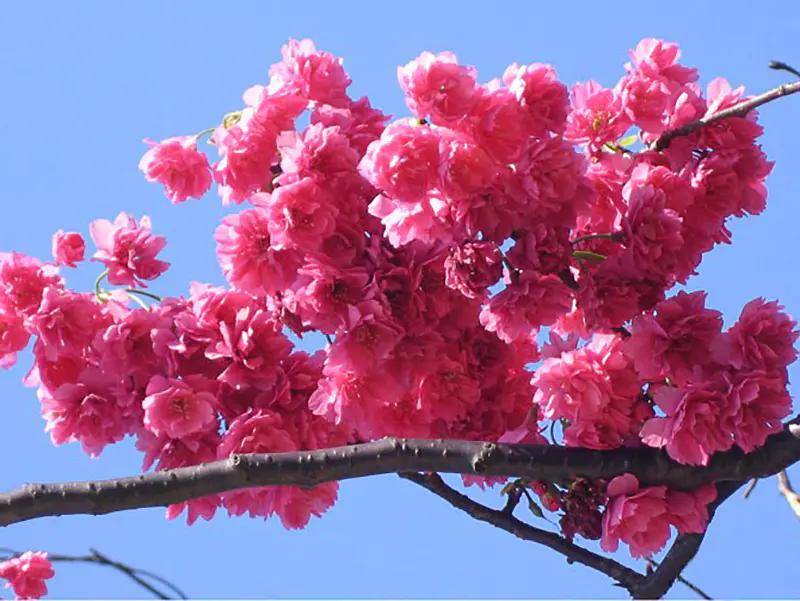 台湾牡丹樱种植时间 樱花栽培要点 台湾牡丹樱注意事项