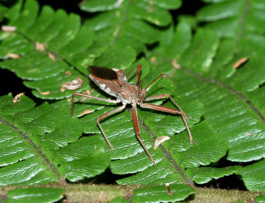 镜头里的大连常见昆虫猎蝽