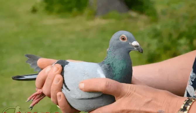 路克.西翁夫妇表现出"神鸽侠侣"的实力,顺利在豪揽亚精顿三甲后的两