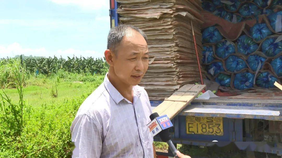 阳西程村咸水香蕉上市品质优良热销珠三角