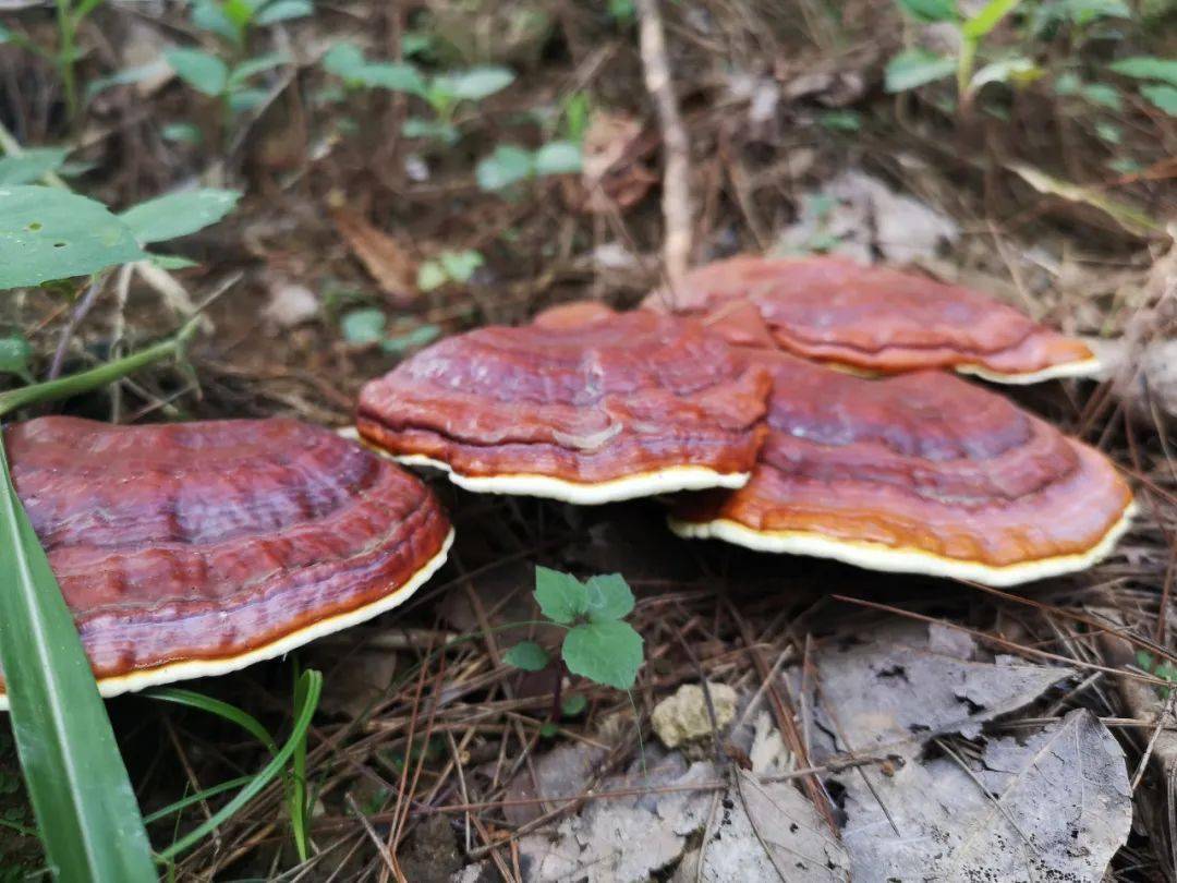 地坝灵芝迎丰收干群采收劳作忙