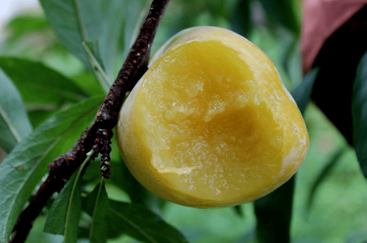 【号外】存货不多!抢九峰山果王!黄金奈李发货进入倒计时!