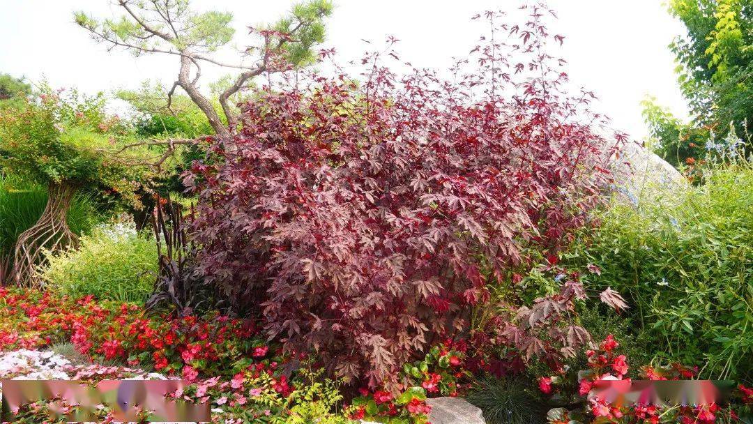 芙蓉葵 褐锦04香茶菜 银盾植株抗逆性好,生长势强,茂密而直立.