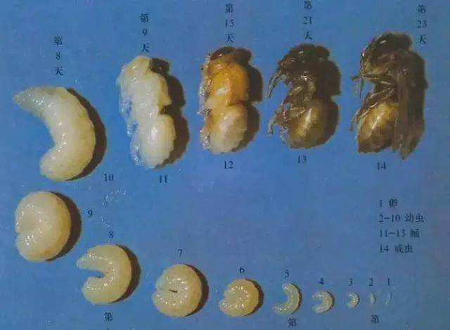 有计划的限制蜂王产卵提高生产效益