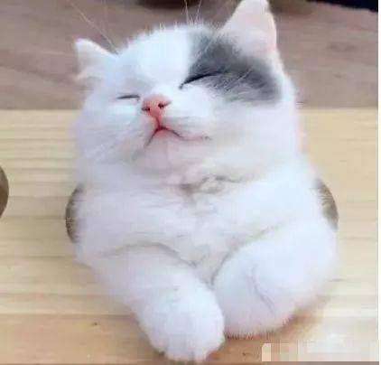 小奶猫困到无法自拔前一秒还在玩下一秒竟然就眼一闭睡了过去看来是真