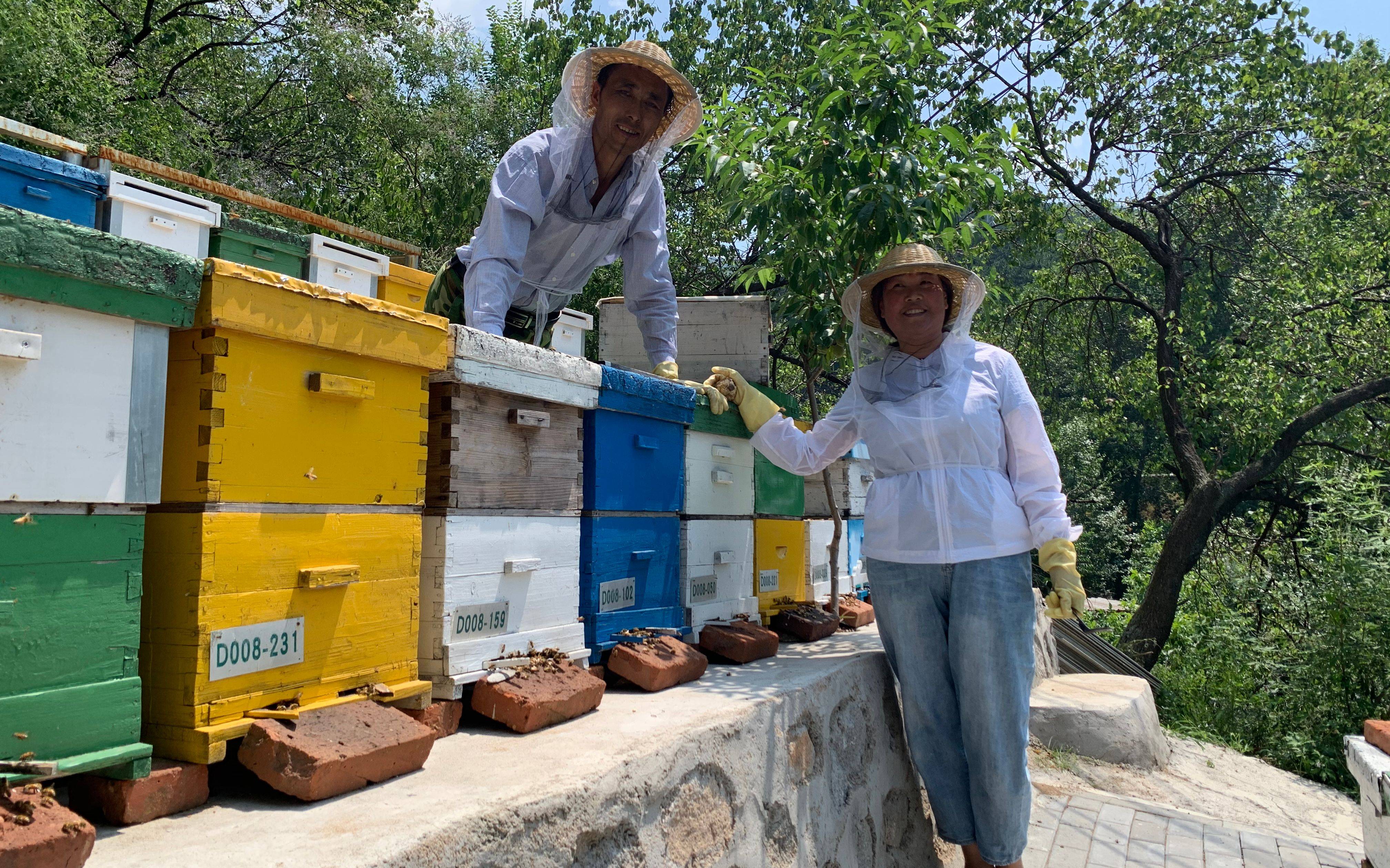 密云水库边的养蜂人 十一万蜂群酿出甜蜜的事业