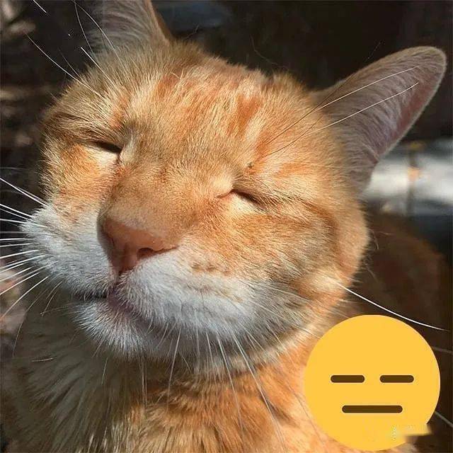 又一波猫咪cos表情包,你们觉得像吗