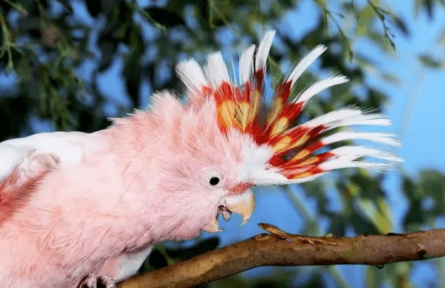 彩冠凤头鹦鹉为何最名贵就是因为有个怪毛病