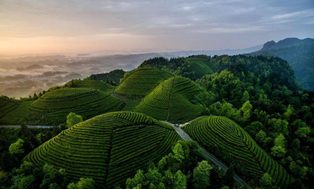 贵州湄潭红茶茶山