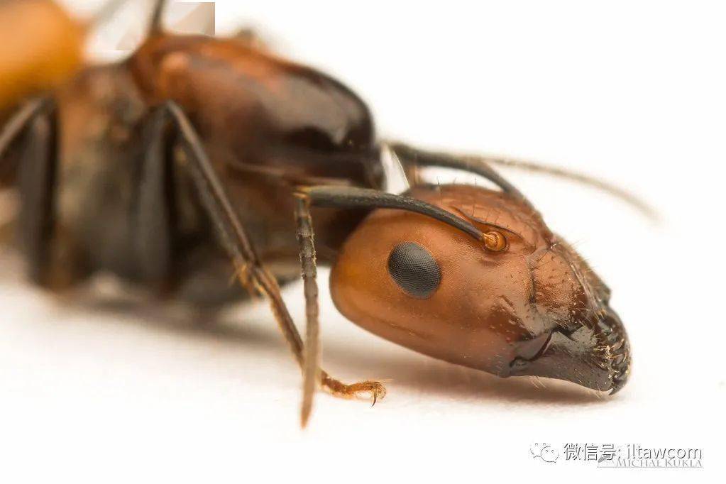 香斑弓背蚁的香气图片