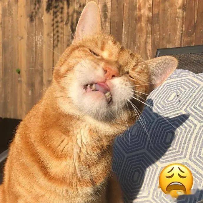 又一波猫咪cos表情包,你们觉得像吗