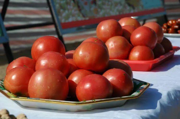 西红柿小镇的致富密码太行山旱地西红柿从大路菜变身金疙瘩