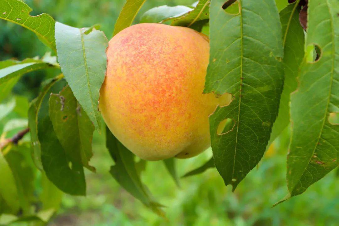 74号外如皋平园池村莲熟果红正值一年丰收季邀您来采摘