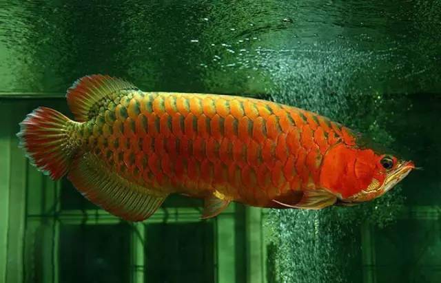 一只价值30万的霸王超血红龙,已经8岁了,非常正红的发色和完美的战车